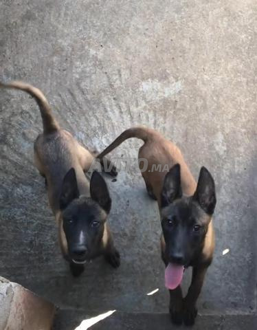 Mâle et femelle malinois charboni - 2