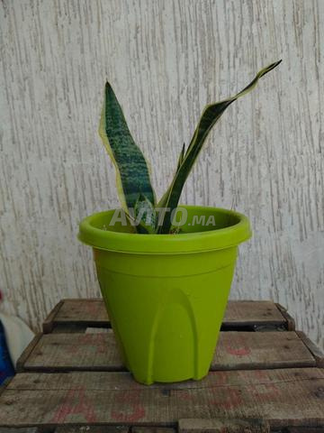 Plante peau de tigre - 2