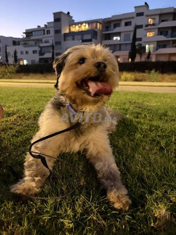 Mâle Bichon de 2 ans - 2