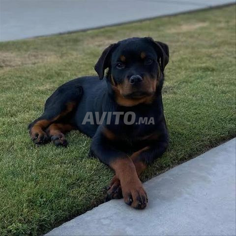 Chien bébé Rottweiler - 2