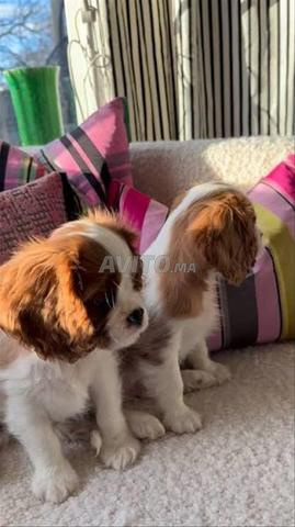 Chiot Cavalier King Charles à vendre - 2