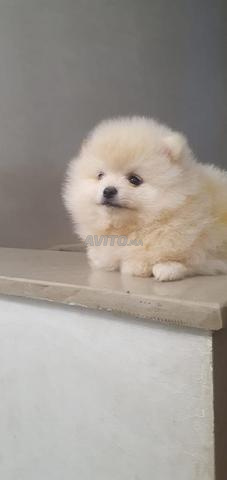 Chiot Spitz nain - 2
