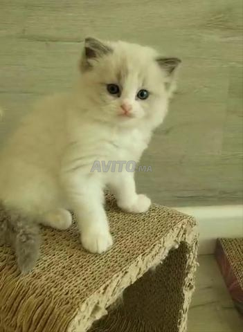Bébé chaton Ragdoll - 2