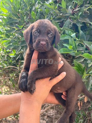 Chiot labrador chocolat