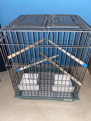 Deux grandes cages pour oiseaux - 2