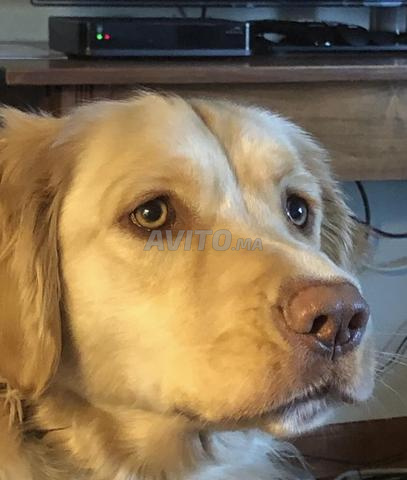 Golden retriever Mâle 4 mois - 2