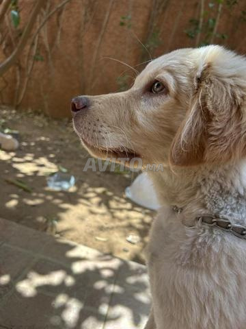Golden retriever Mâle 4 mois