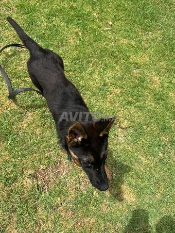 Chiots berger femelle - 2