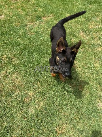 Chiots berger femelle