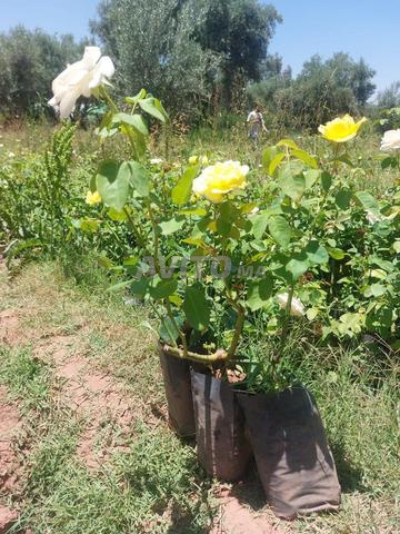 Toutes sortes de plantes - 2