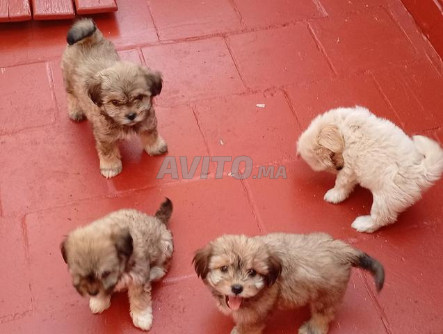 Chiot Bichon Havanais