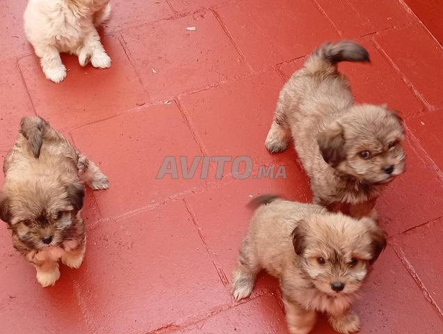 Chiot Bichon Havanais - 2
