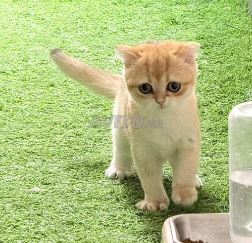 Femelle Scottish Fold - 2