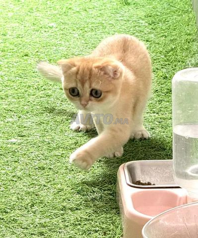 Femelle Scottish Fold