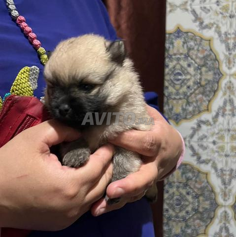2 chiots spitz pomeranian pure race - 2