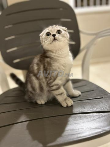 سكوتش فولد - 2