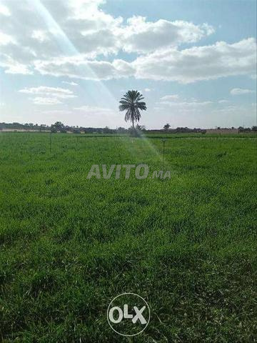 أرض مسجلة لضيعة - 2
