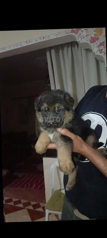 Chiot femelle berger allemand pure race - 2