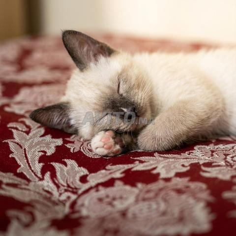 Magnifiques chatons Siamois disponibles