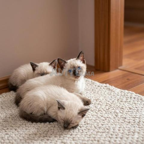 Magnifiques chatons Siamois disponibles - 2