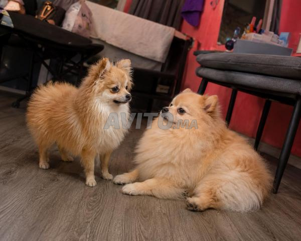 2 spitz adultes