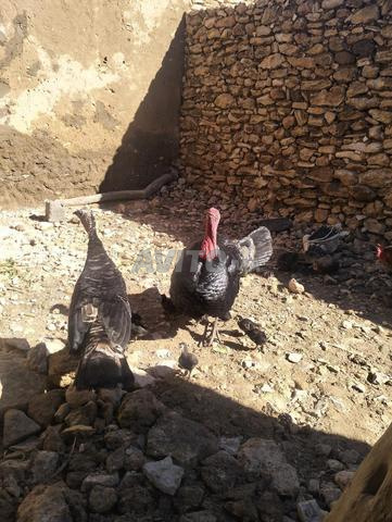 15 🦃 ديك بيع بالجملة - 2