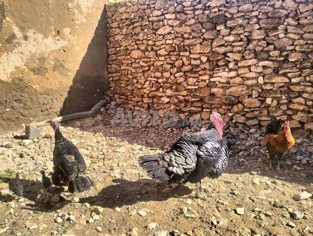 15 🦃 Dindons Vente en gros