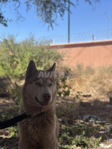 Husky - Chien loup - 2