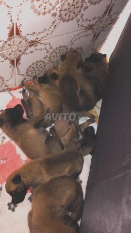 Chiots Malinois pure race disponibles. Bienvenue - 2