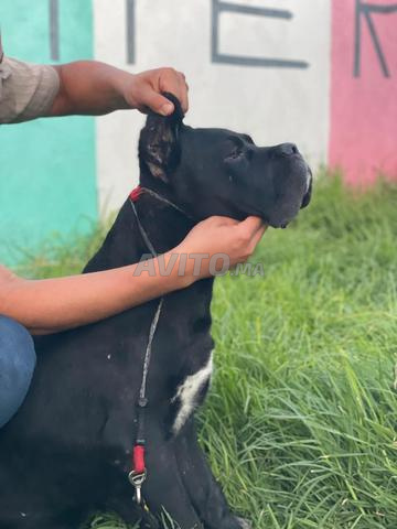 Mâle Cane Corso pedigree - 2