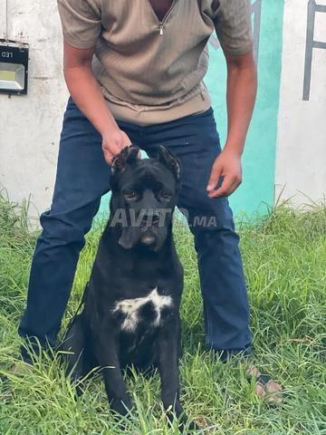 Mâle Cane Corso pedigree