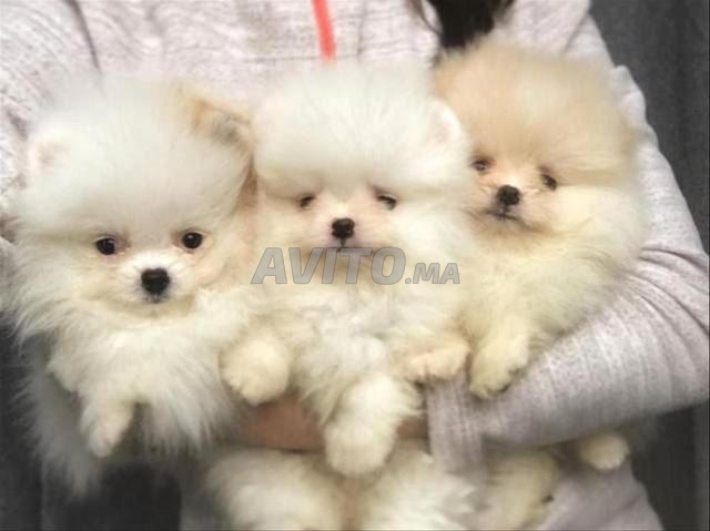 Spitz pomeranian