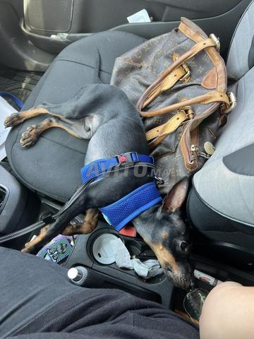 Pinscher nain - 2