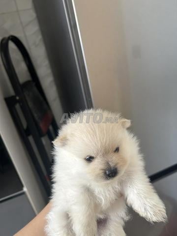 Magnifique Spitz à vendre - 2