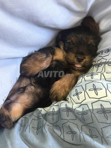 Yorkshire terrier adorable