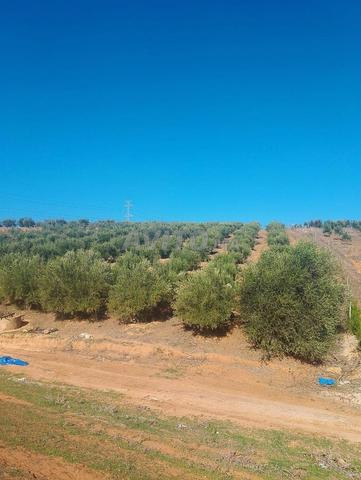 Terrain 6500m², puits et oliviers, 9km Tiflet