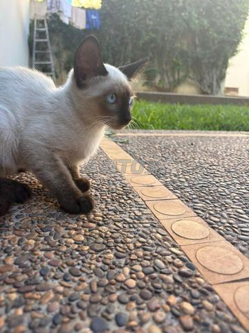 Chatons Siamois à adopter – 3 mois 🐱❤️ - 2