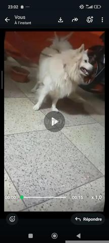 Chiens japonais à vendre - 2