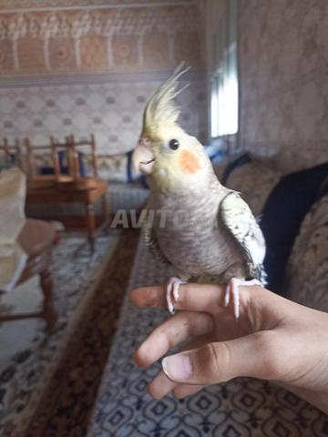 كوكاتيل مدرب - 2