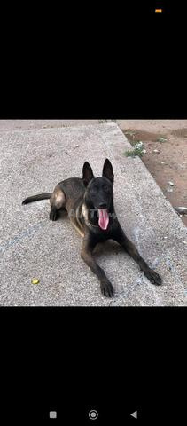 Femelle malinois charbonné pure race