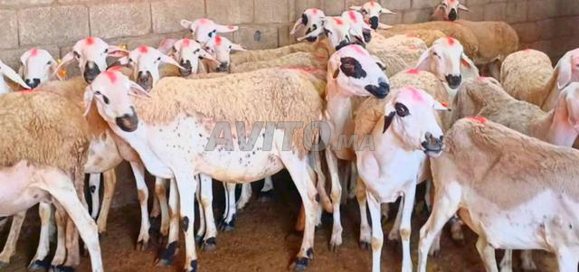Bon mouton Sardi à vendre, complet, à bon prix