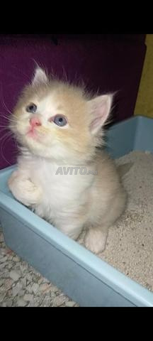 Chats de mère Persan Shirazi, type de chaton Himalayen - 2