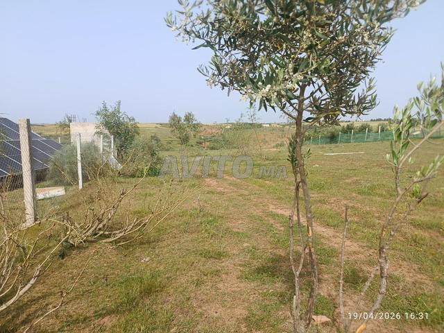 Terrain titré 8600 m² Ain Jouhara - 2