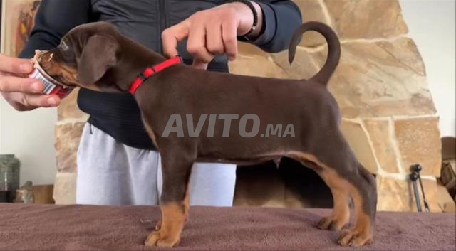 Chiot mal doberman haute qualité 2 - 2