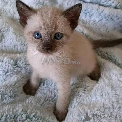 Chaton siamois 45 jours - 2