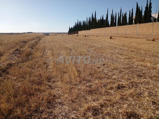 Ville de Settat, tribu des Mazamza - 2