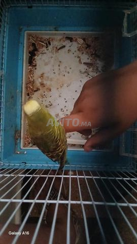 زوج بيروش مع معدات القفص حتى البياضة - 2