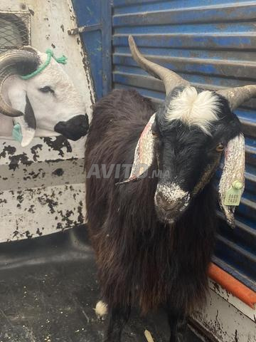 Agneau chevreau pour qui de droit, mouton, tout ce qui est nécessaire, je m'en occupe - 2