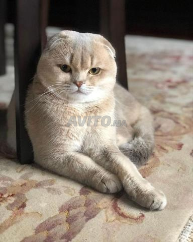 سكوتش فولد كريمي مظلل - 2