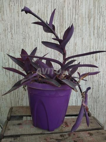 Plante naturelle violette - 2